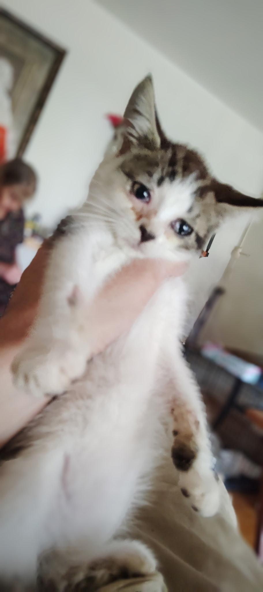 STORMY, a Adopted Tabby in Perth Amboy , NJ image 4/4