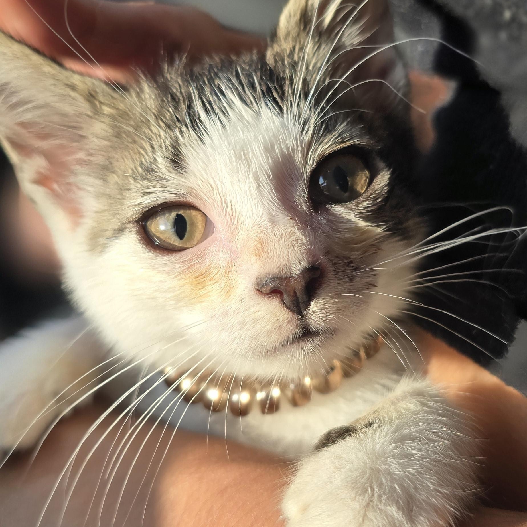 STORMY, a Adopted Tabby in Perth Amboy , NJ image 1/4