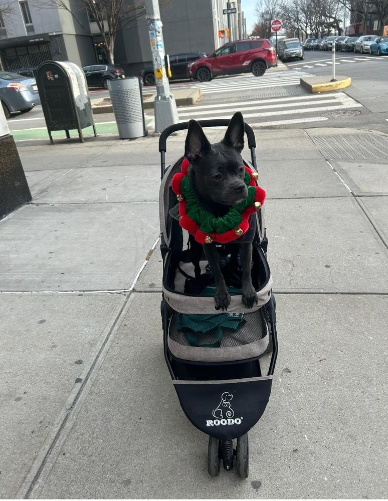 Jade, Adopted, Young Female French Bulldog & Chihuahua.