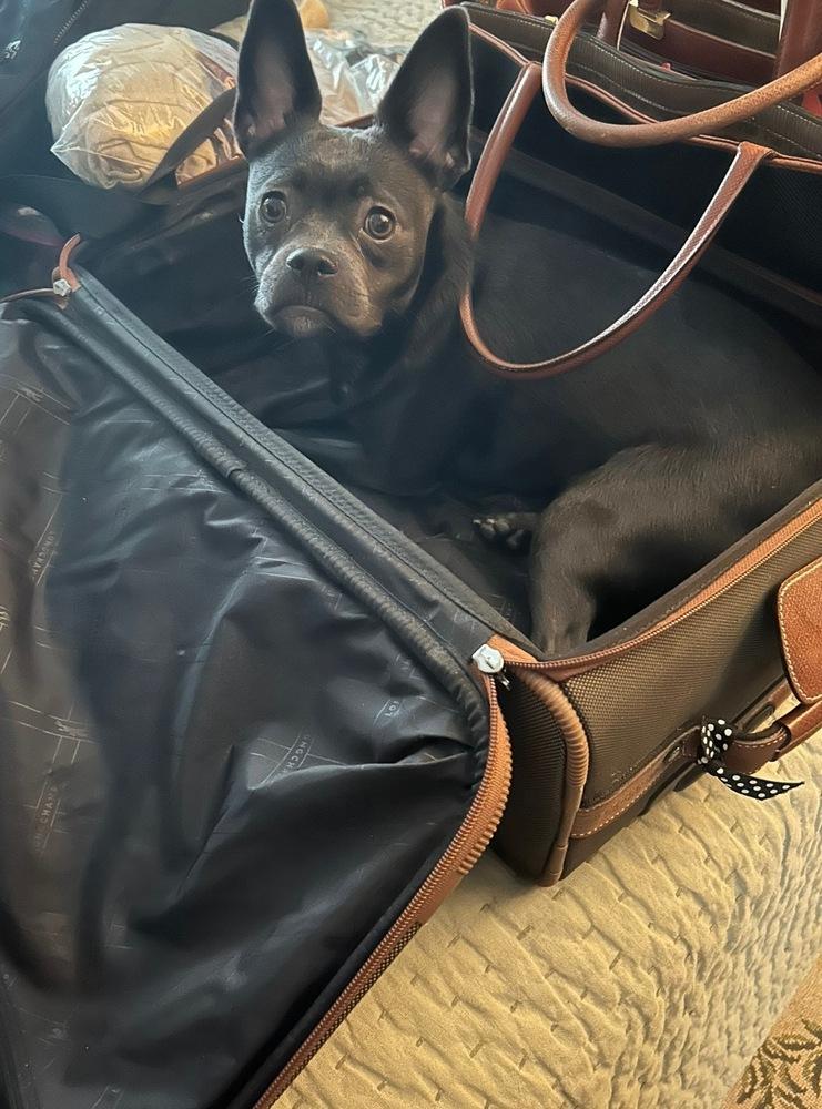 Enlarge Jade, a Adopted mixed breed in Brewster , NY image 3/5