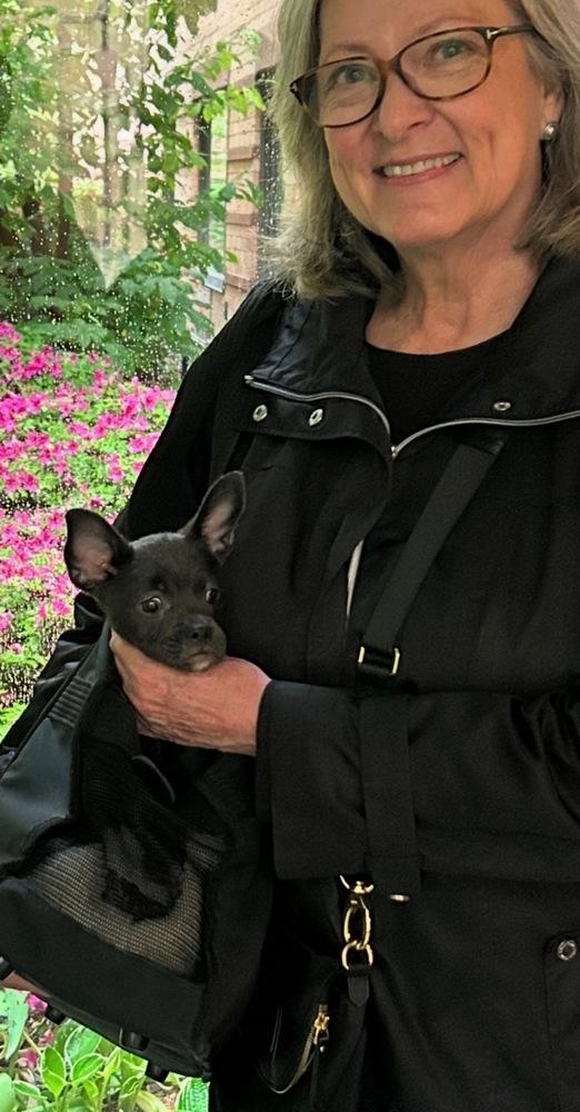 Enlarge Jade, a Adopted mixed breed in Brewster , NY image 4/5