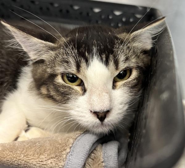 Enlarge Dr. Diva, a Adoptable mixed breed in Golden, CO image 2/2