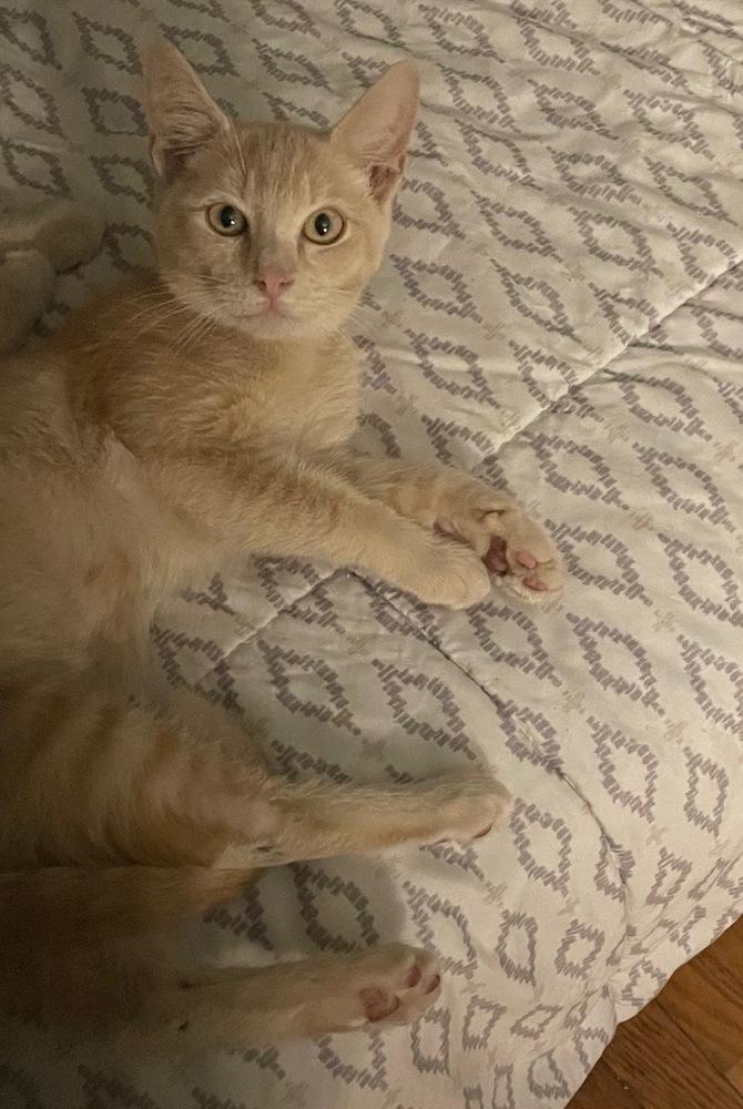 Johnson, Adopted, Kitten Male Domestic Short Hair.