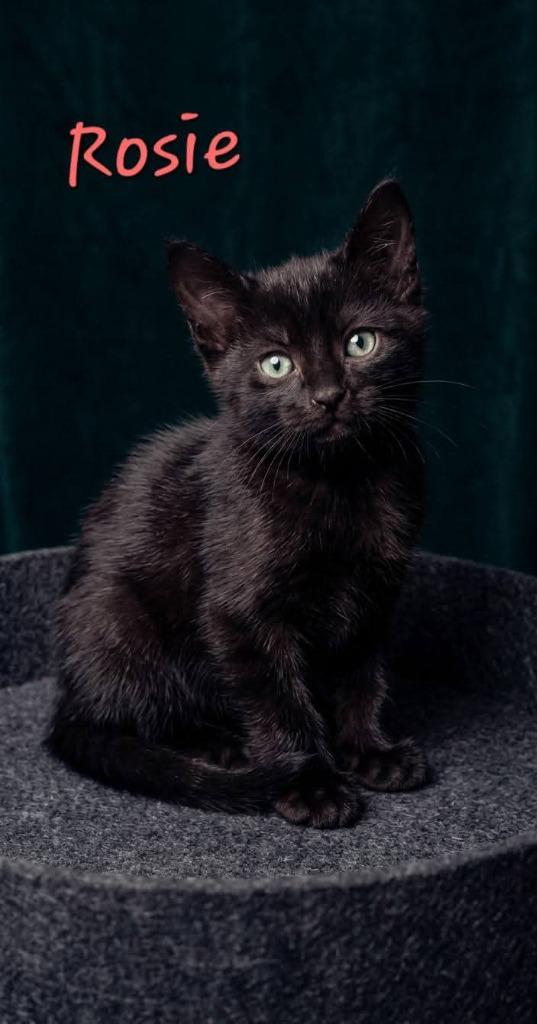 Enlarge Rosie, a Adoptable mixed breed in Miami, OK image 4/4
