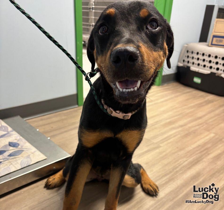 Lucie, Adoptable, Young Female Rottweiler.