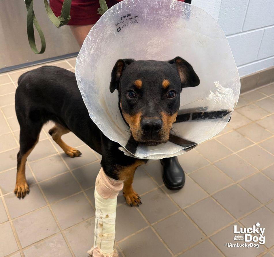 Enlarge Lucie, a Adoptable Rottweiler in Washington, DC image 2/3