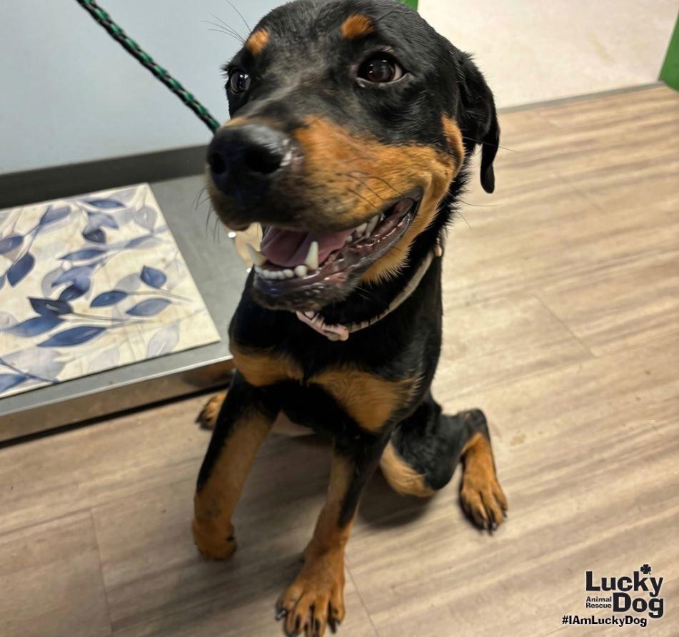 Enlarge Lucie, a Adoptable Rottweiler in Washington, DC image 3/3