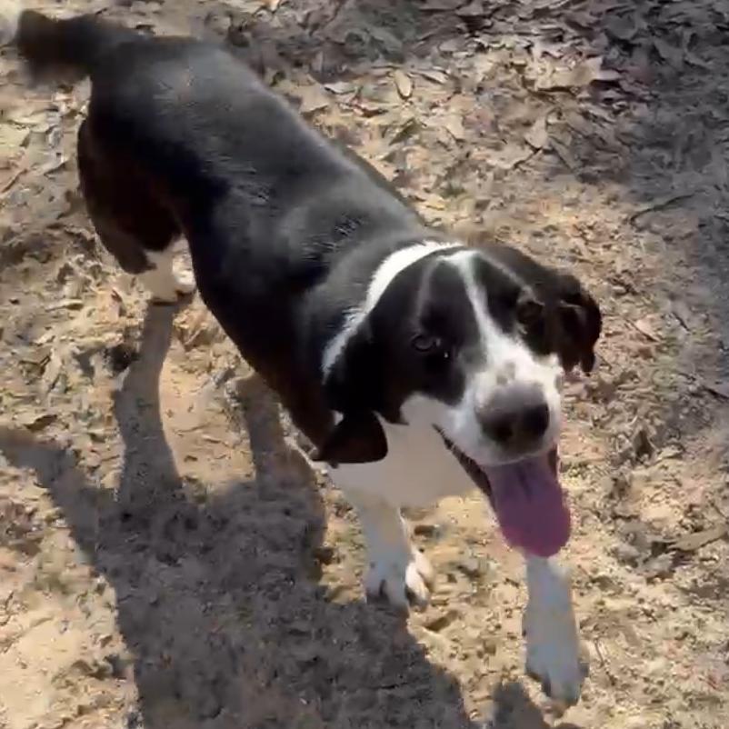 Enlarge Chucky, a Adoptable Beagle in Jena, LA image 1/2
