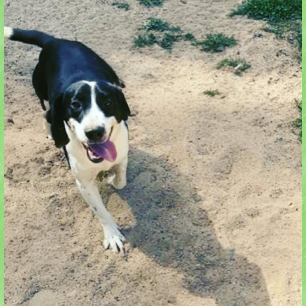 Enlarge Chucky, a Adoptable Beagle in Jena, LA image 2/2