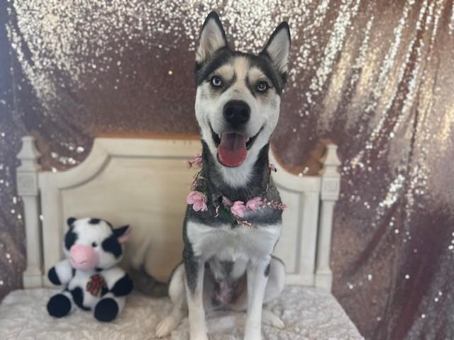 FREYA, Adoptable, Adult Female Siberian Husky & Mixed Breed.