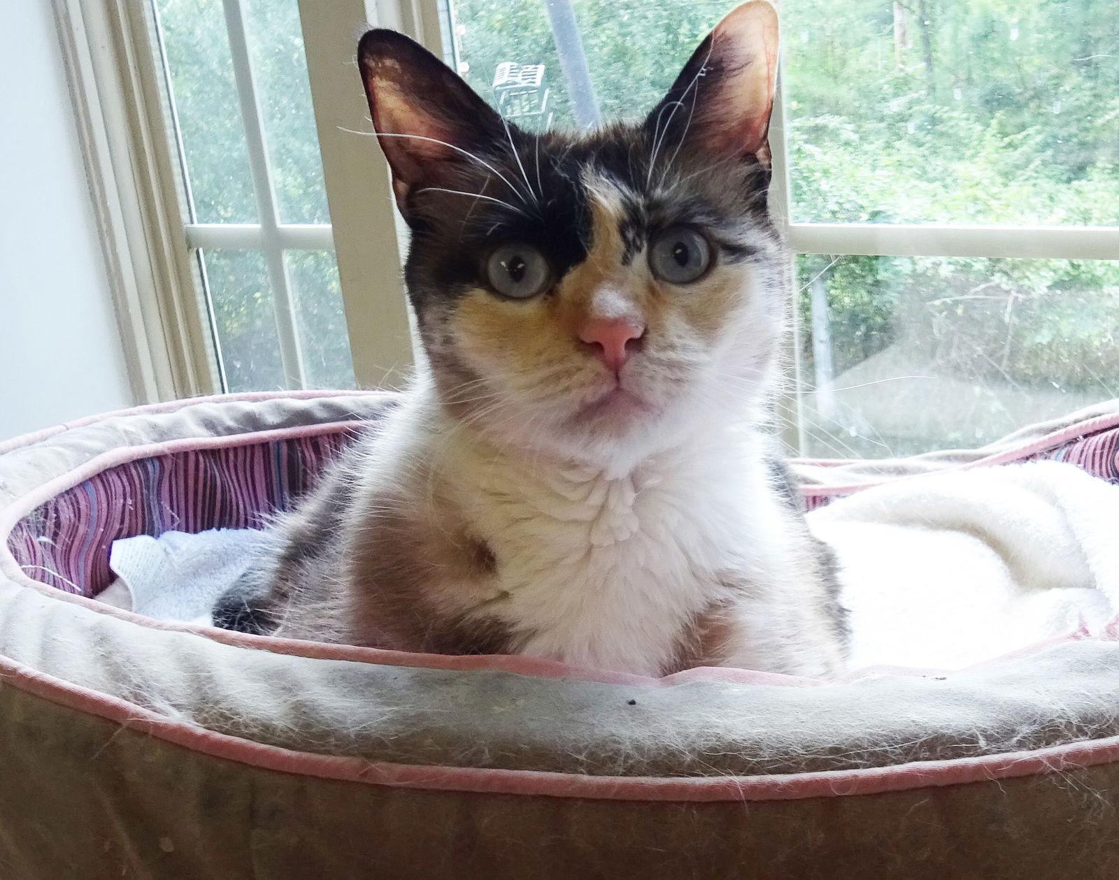 McKayla, Adopted, Adult Female Domestic Short Hair & Domestic Medium Hair.