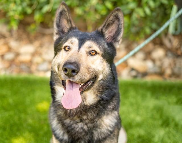 SINATRA, Adoptable, Adult Male German Shepherd Dog.