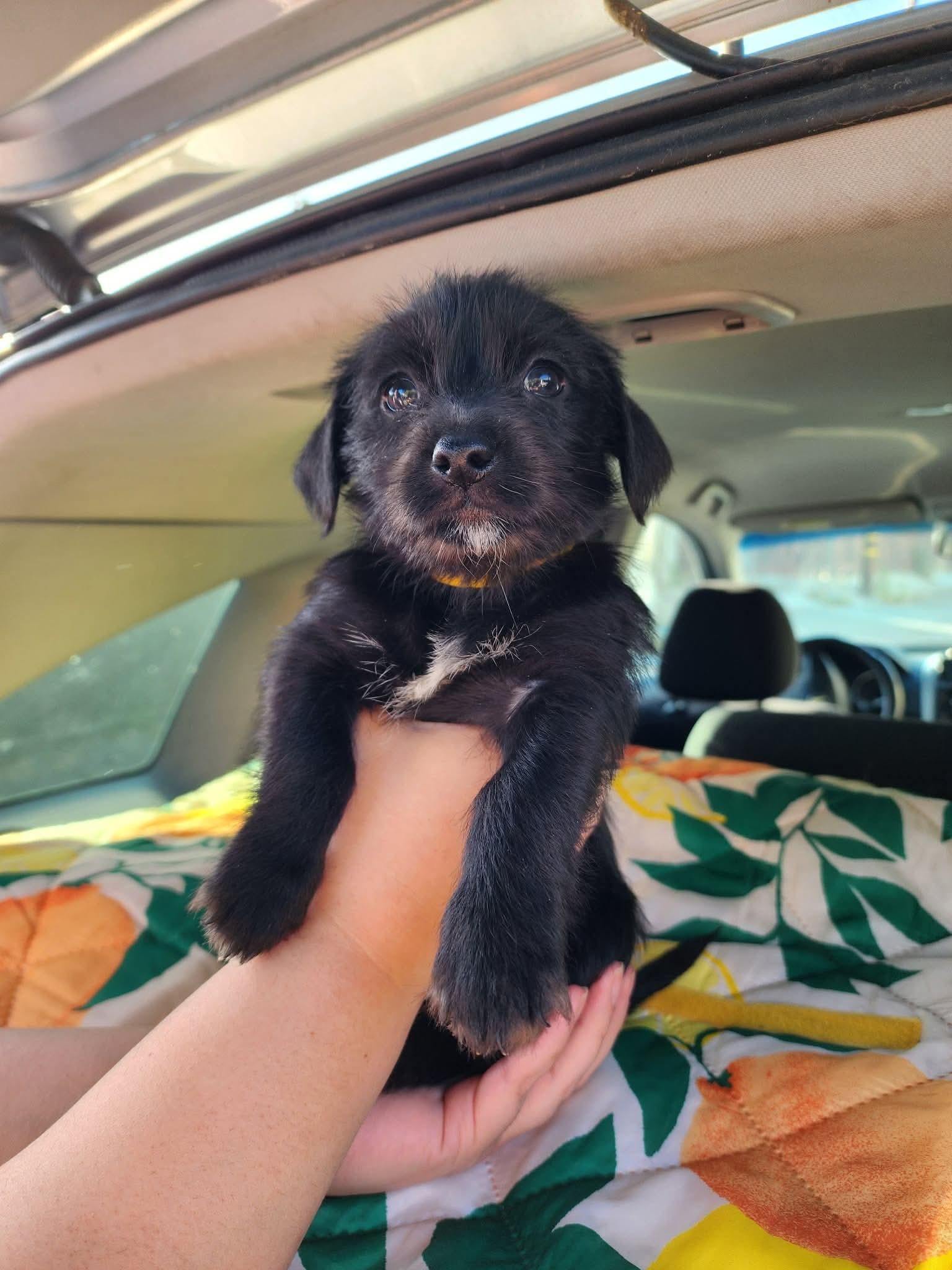 Leonora, adopted, Puppy Female Wirehaired Dachshund & Chihuahua.