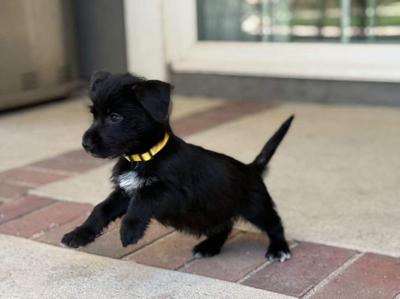 Enlarge Leonora, an adopted mixed breed in Pomona, CA image 3/3