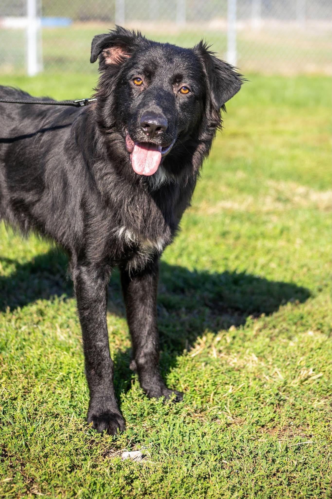 Carlos, Adoptable, Young Male Black Labrador Retriever.