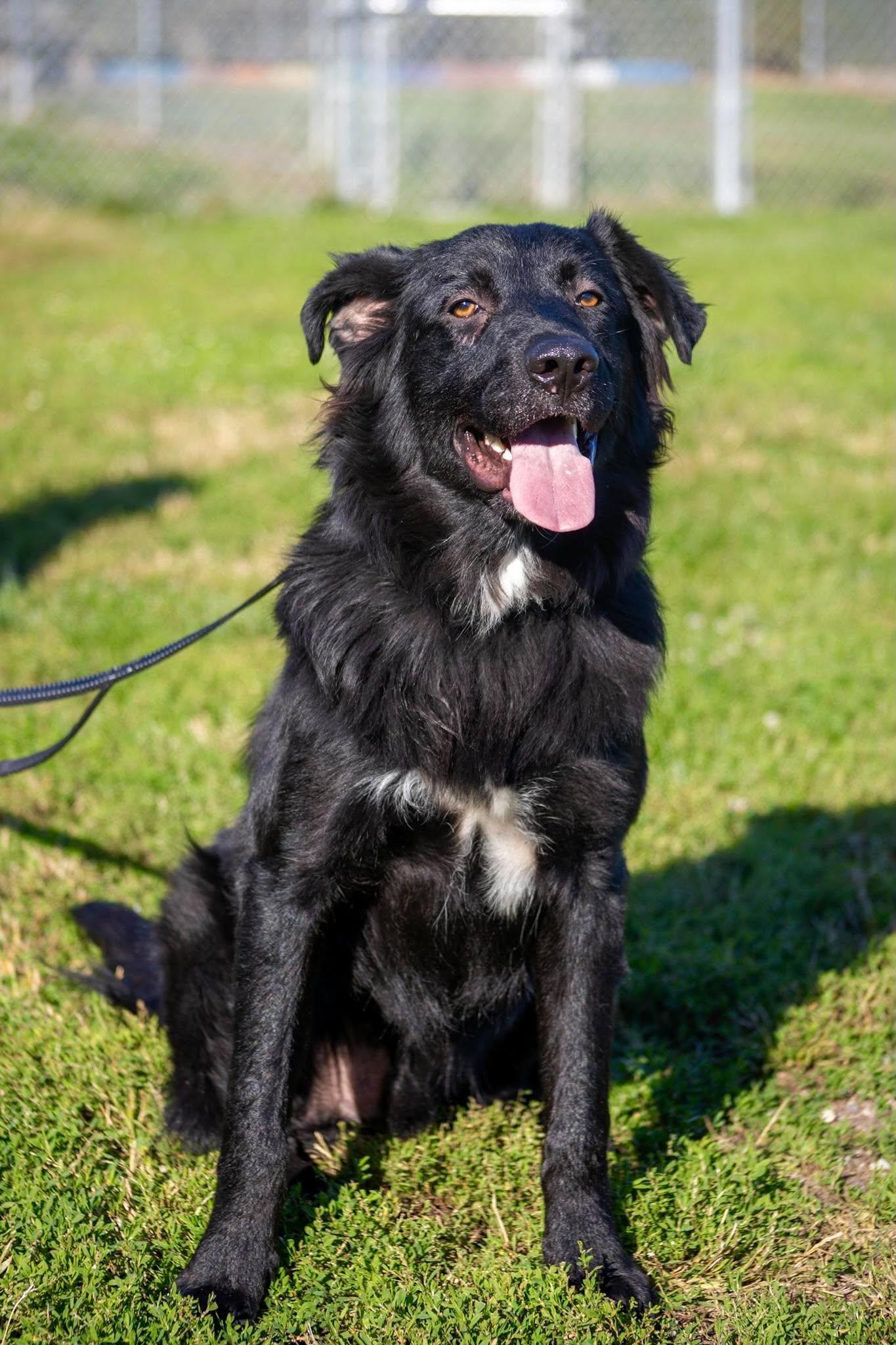 Enlarge Carlos, a Adoptable mixed breed in Valparaiso, IN image 2/2