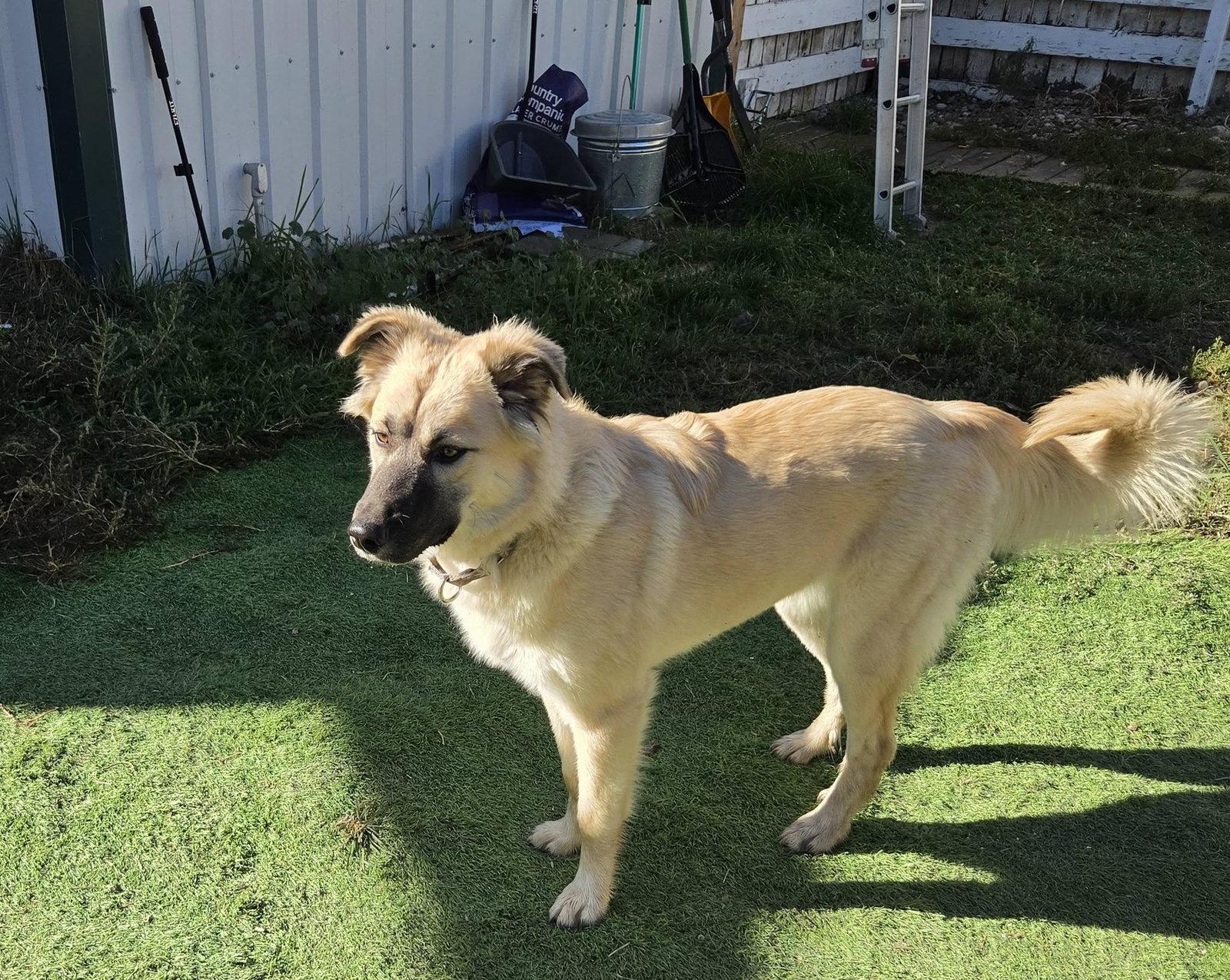 Willow, Adoptable, Young Female Anatolian Shepherd.