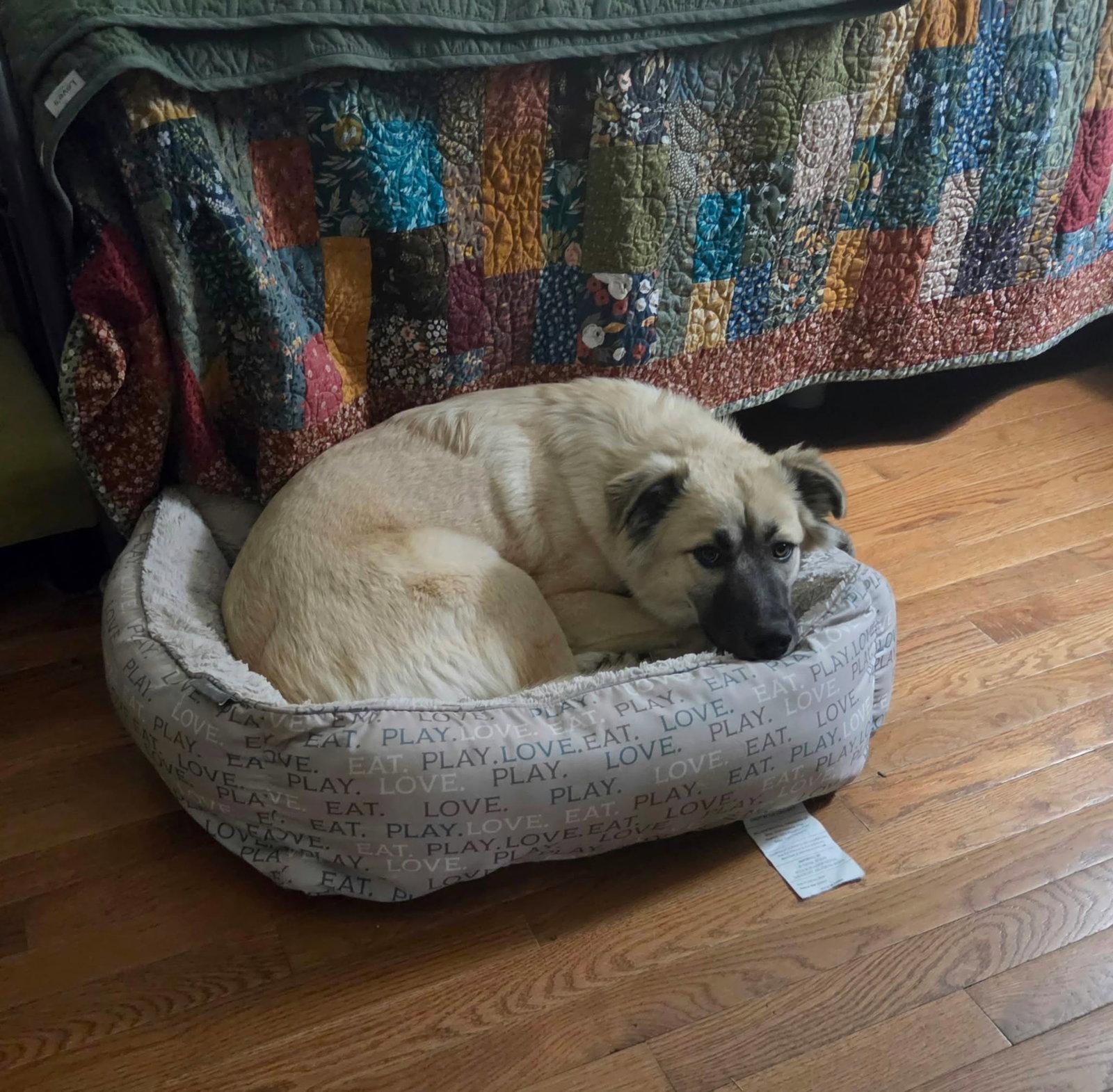 Enlarge Willow, a Adoptable Anatolian Shepherd in Bountiful, UT image 2/3