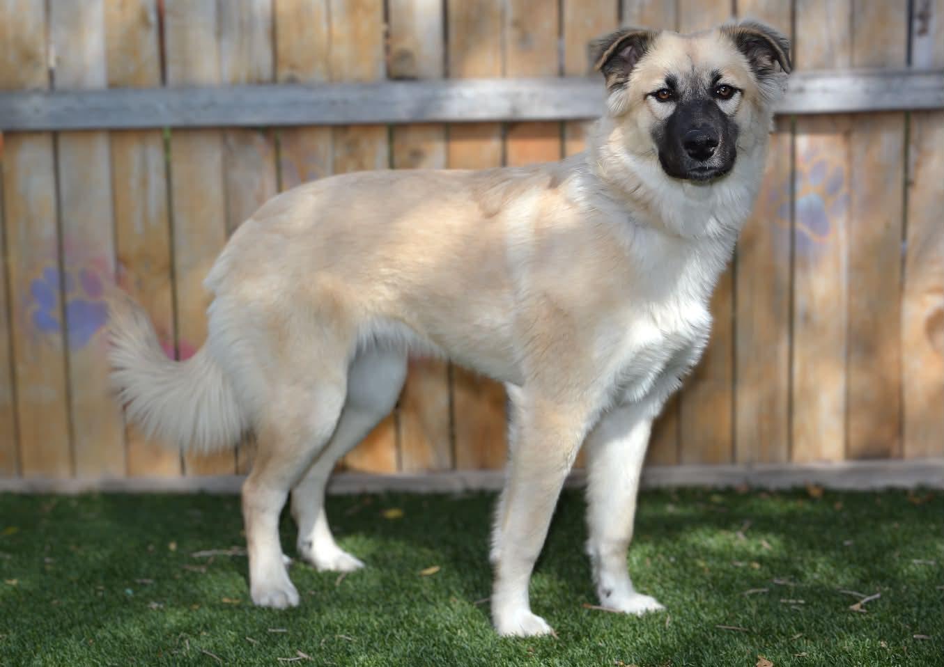 Enlarge Willow, a Adoptable Anatolian Shepherd in Bountiful, UT image 3/3
