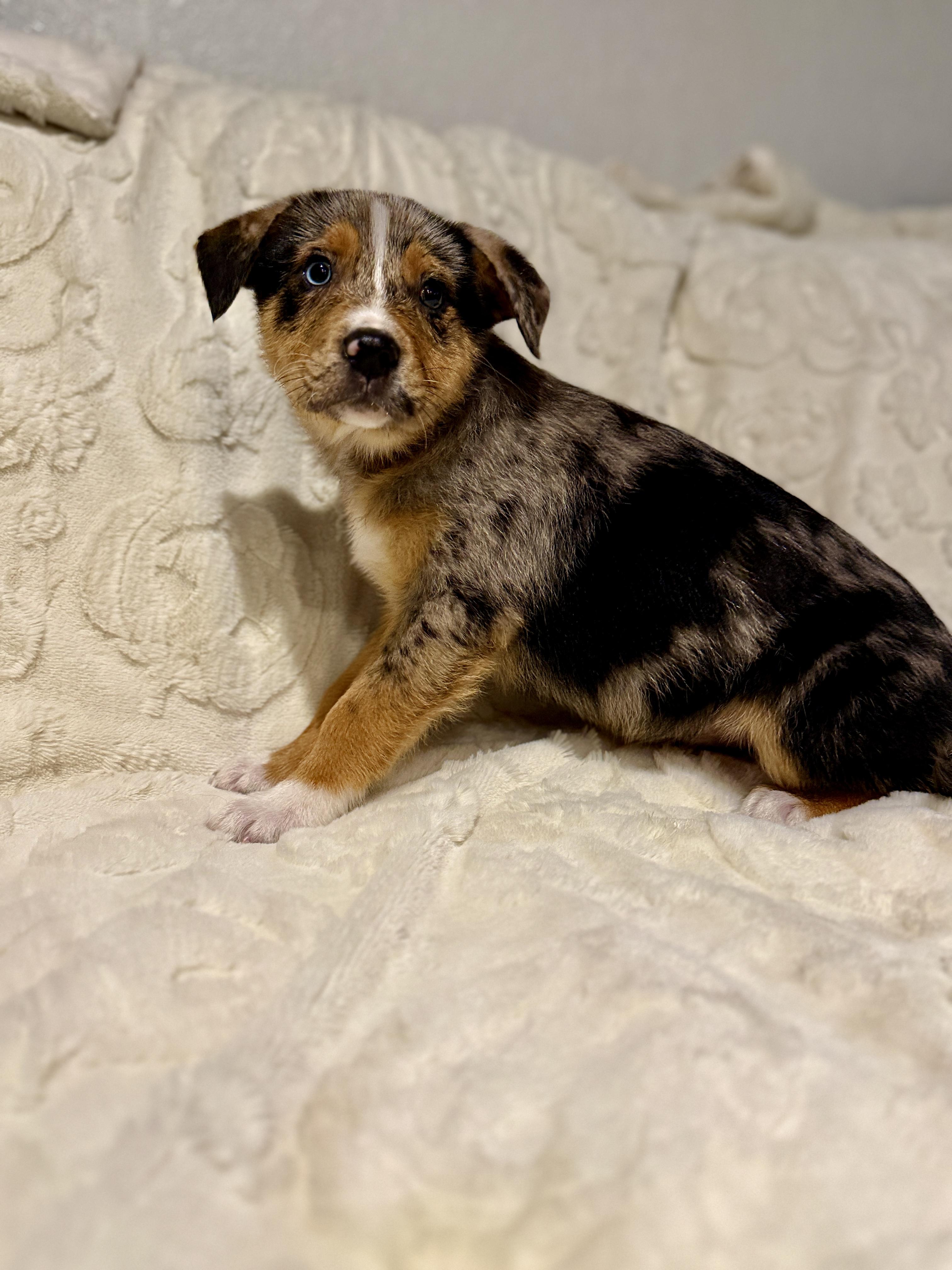 Enlarge Keagan, an adopted mixed breed in Hales corners, WI image 1/3