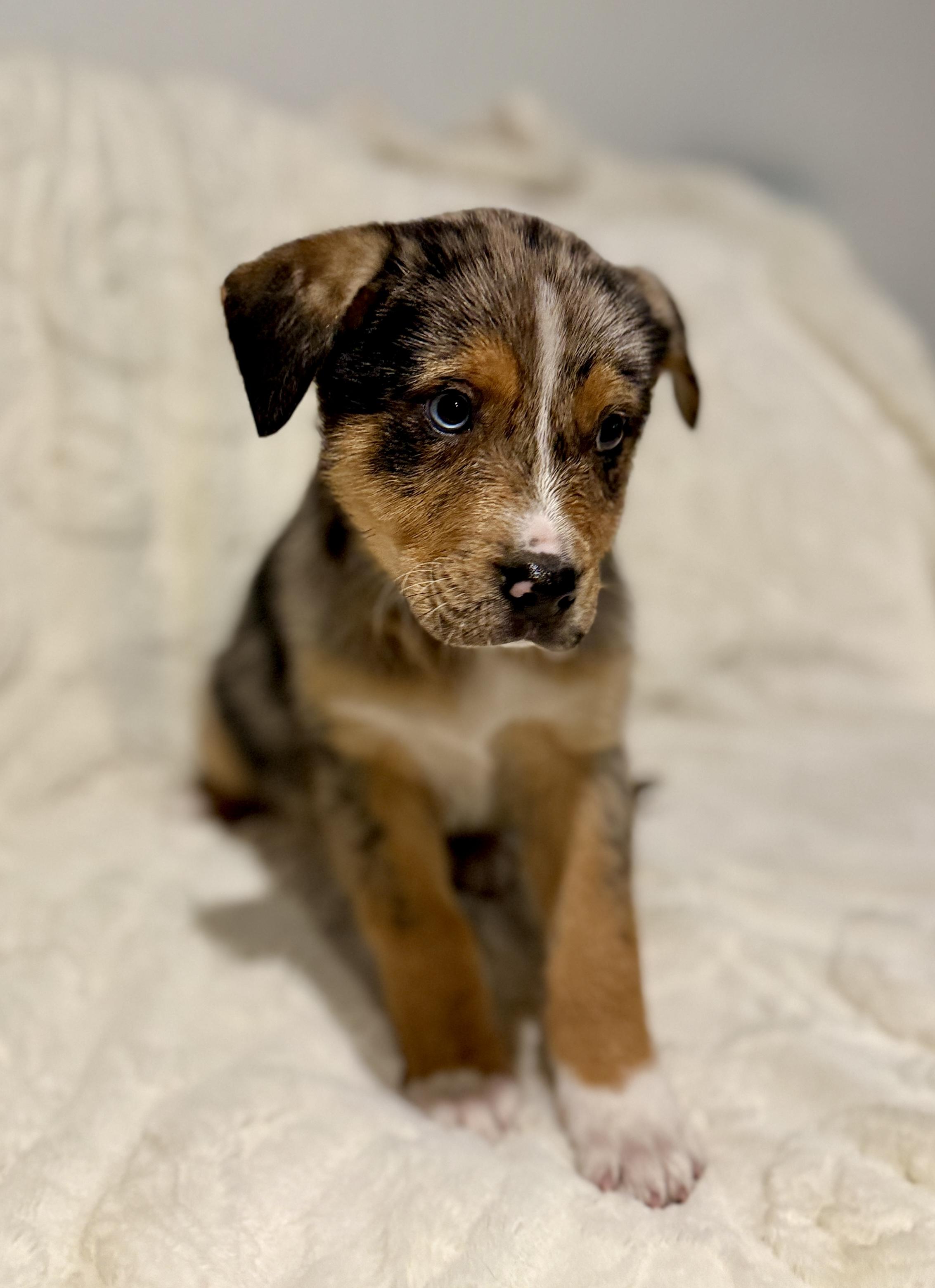 Enlarge Keagan, an adopted mixed breed in Hales corners, WI image 3/3