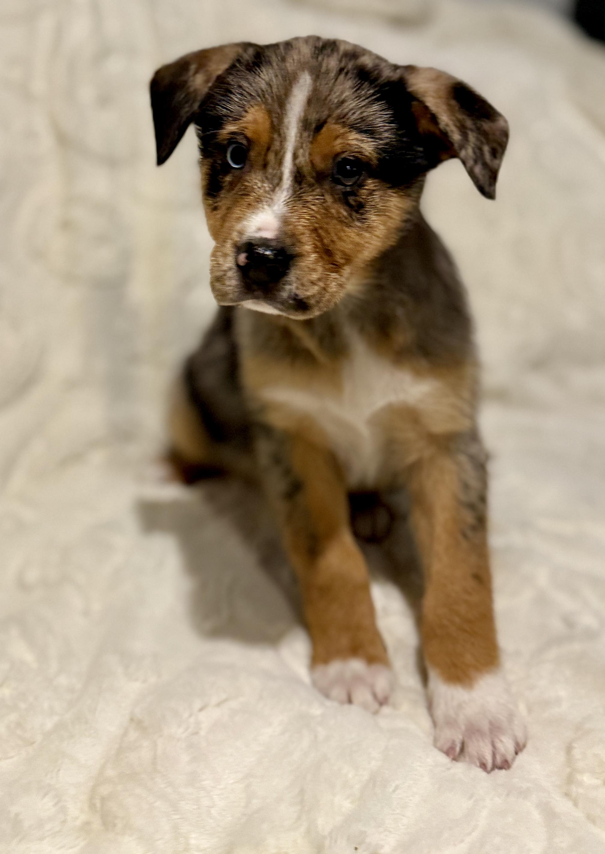 Enlarge Keagan, an adopted mixed breed in Hales corners, WI image 2/3