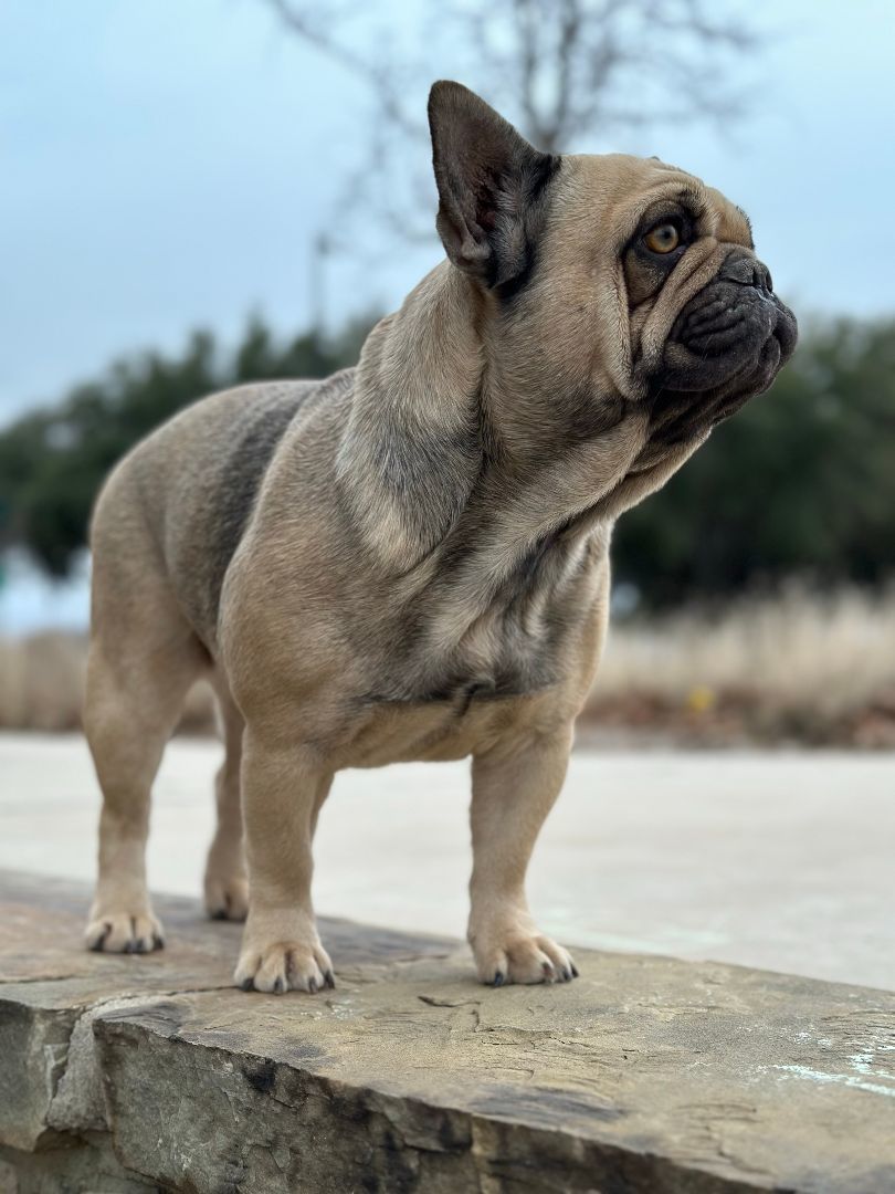 Enlarge Cookie, a Adopted French Bulldog in Garland, TX image 1/3