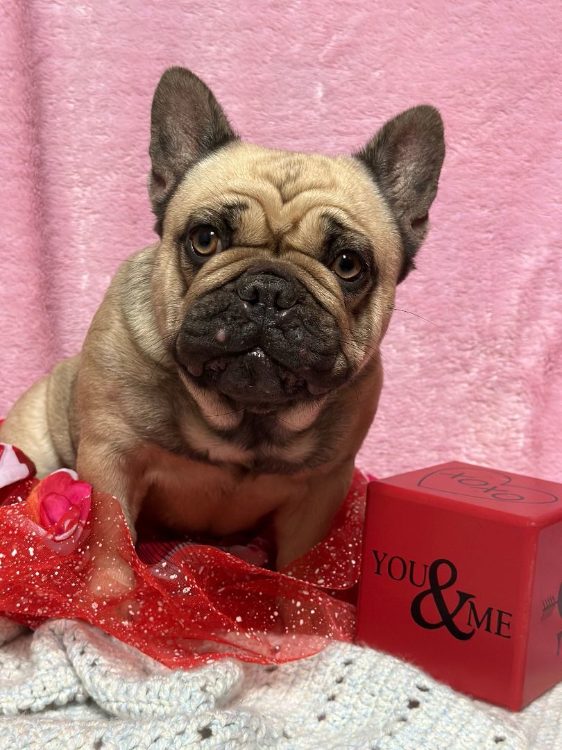 Enlarge Cookie, a Adopted French Bulldog in Garland, TX image 2/3