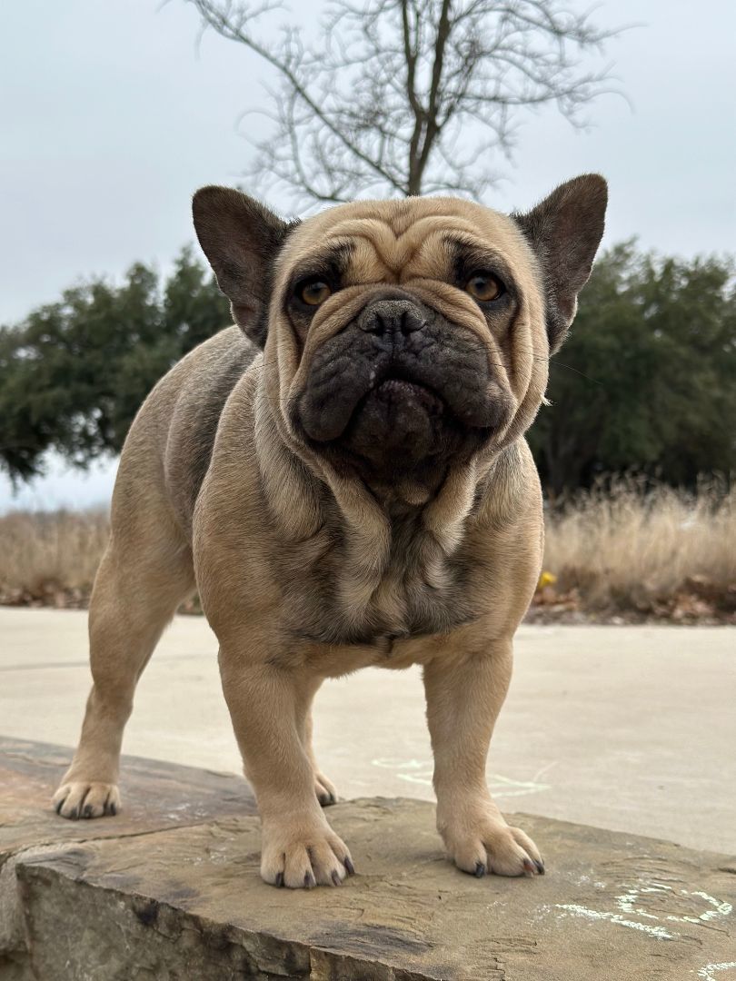 Enlarge Cookie, a Adopted French Bulldog in Garland, TX image 3/3