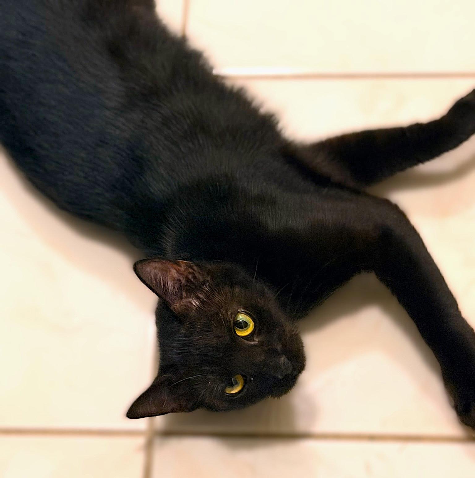 Chilly, Adoptable, Young Male Domestic Short Hair.