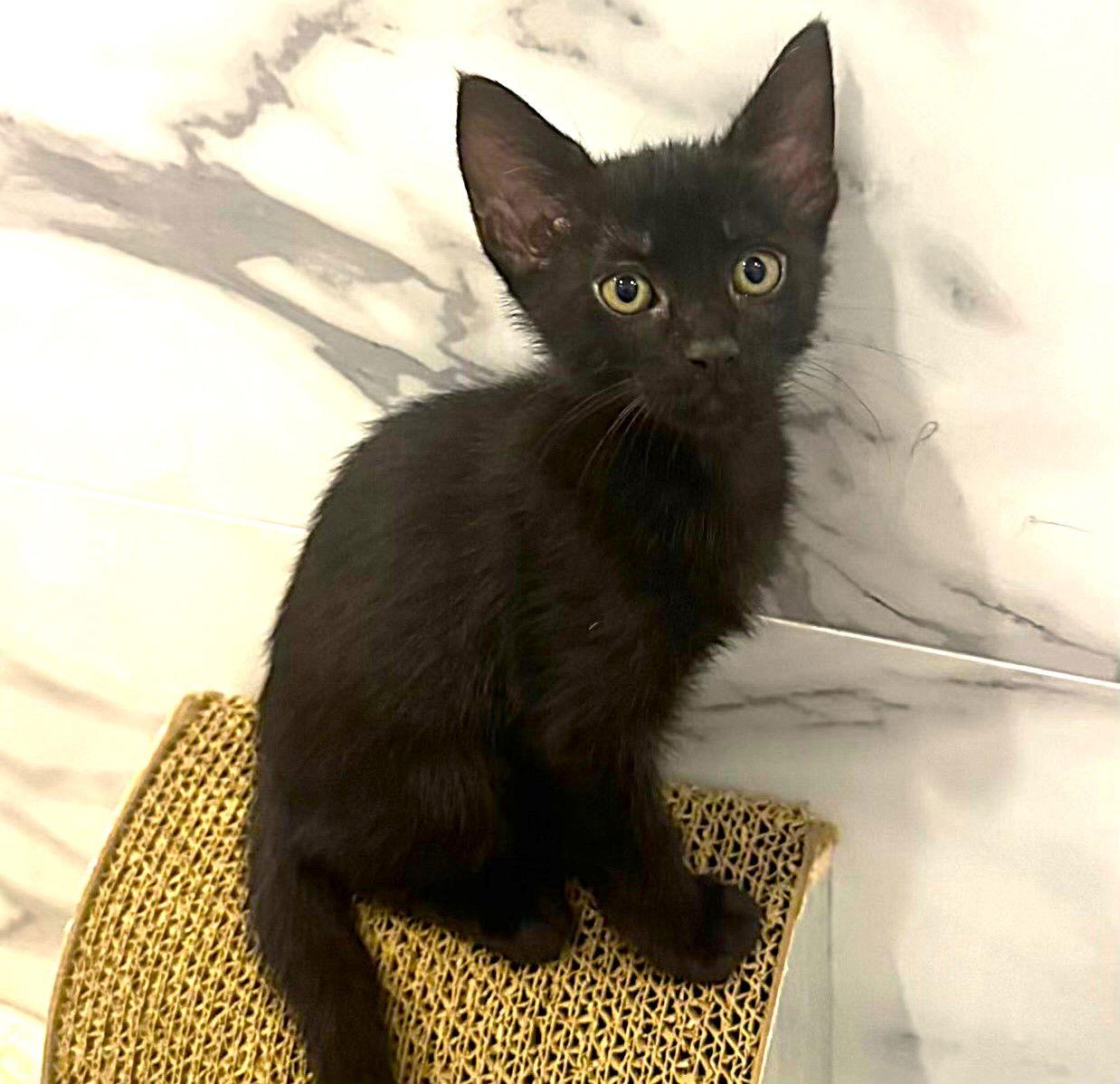 Chilly, a Adoptable Domestic Short Hair in Fort Myers, FL image 2/3