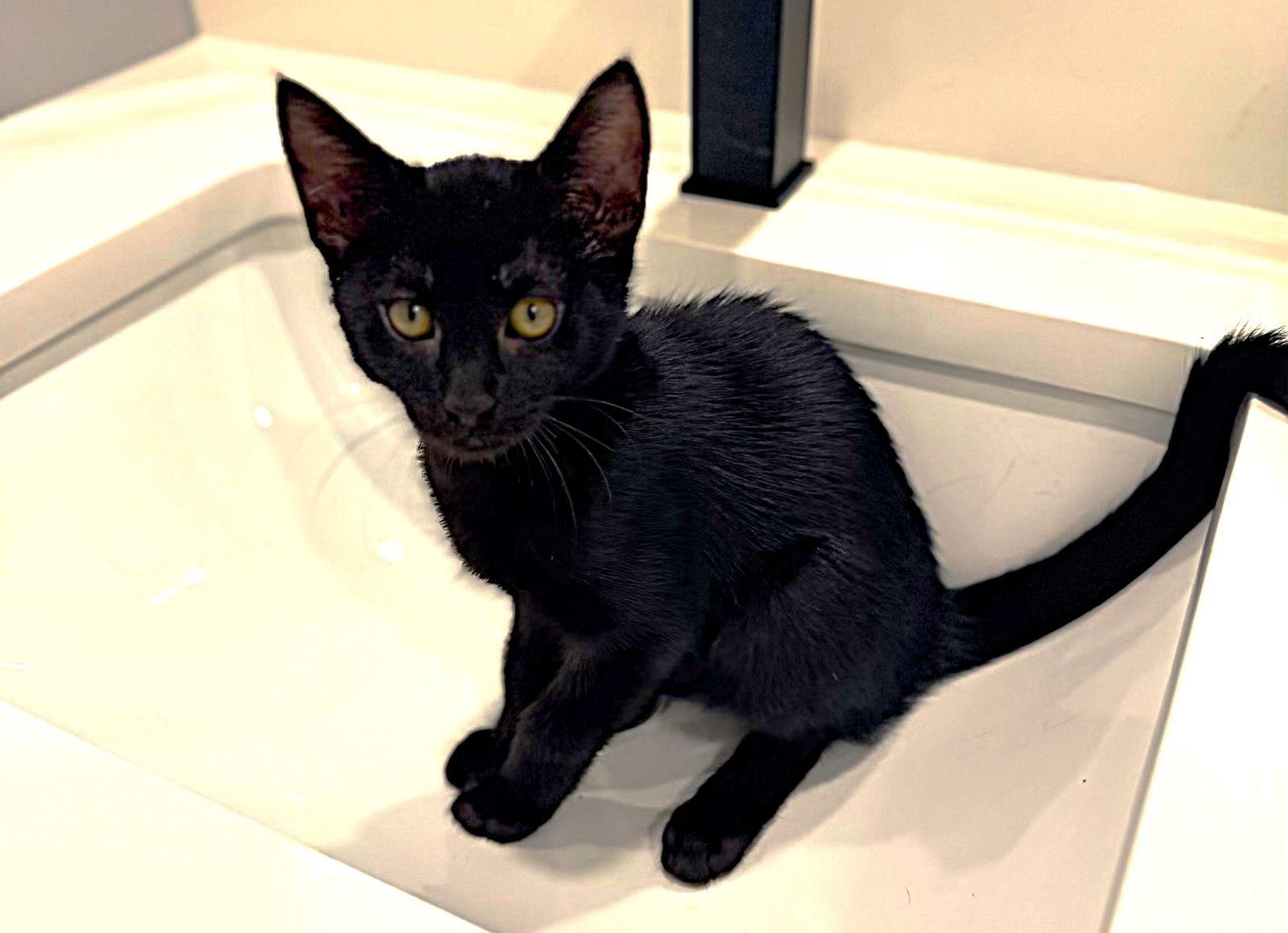 Chilly, a Adoptable Domestic Short Hair in Fort Myers, FL image 3/3