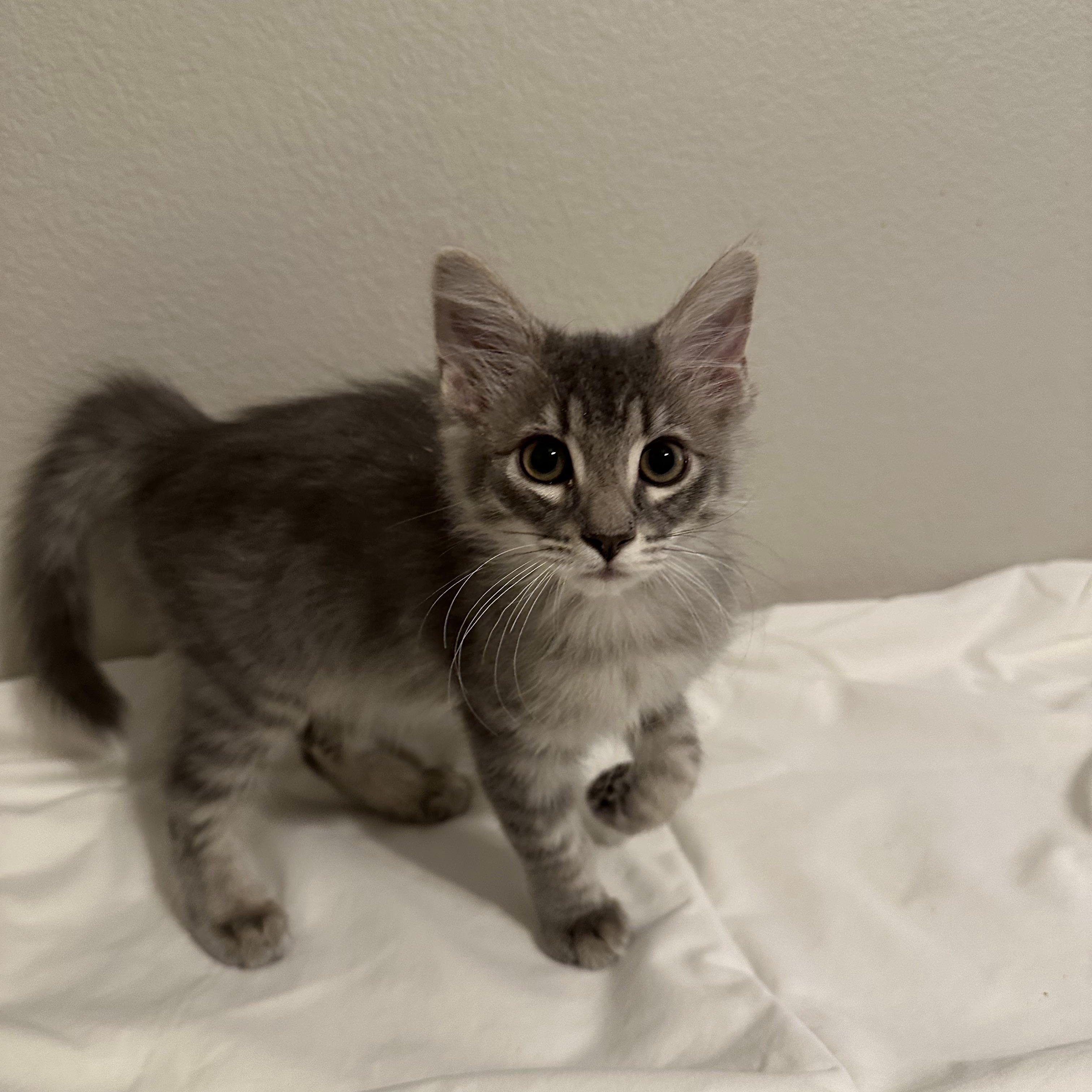 Enlarge George, an adopted mixed breed in queen creek, AZ image 1/1