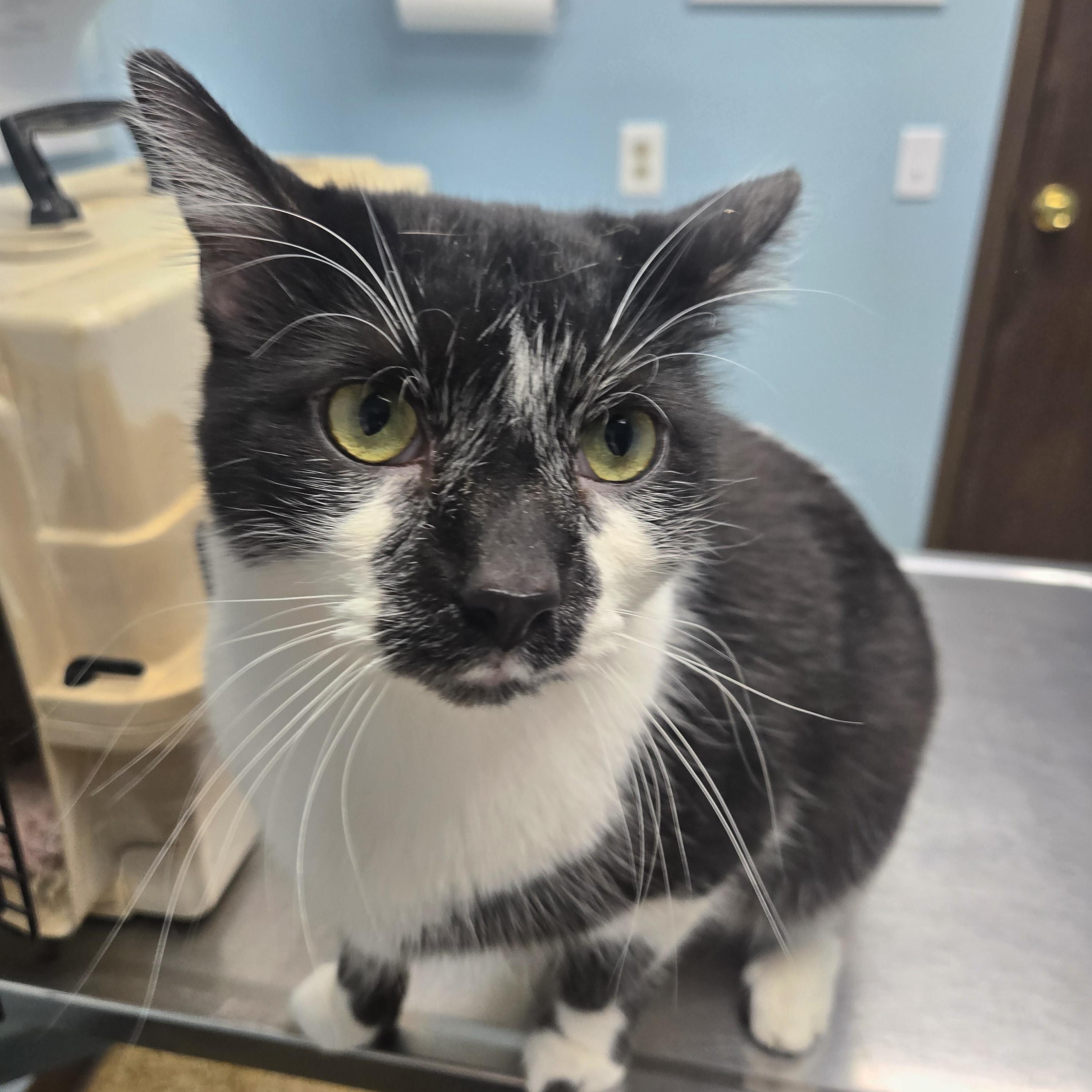 Enlarge Oreo, an adopted American Shorthair in Toledo, OH image 2/2