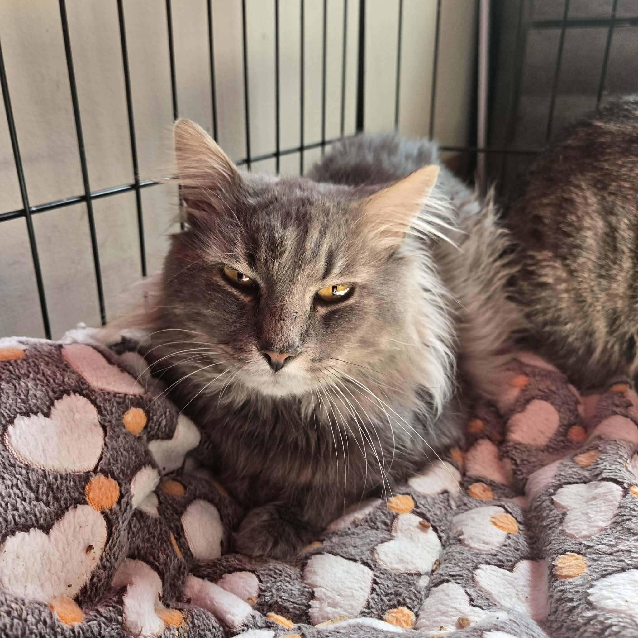 Enlarge Koala, a Adopted Domestic Medium Hair in Canton, CT image 1/1