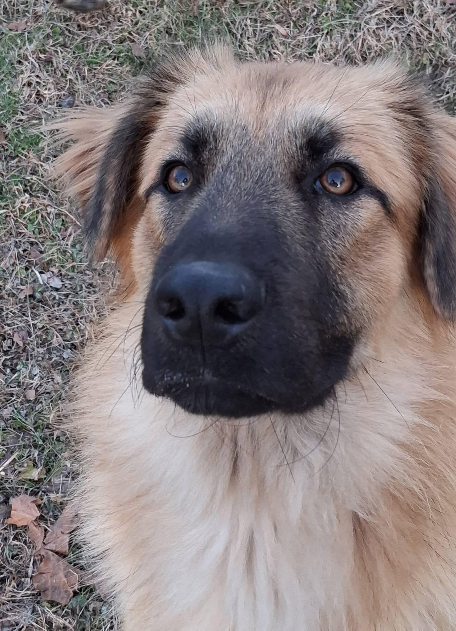 Enlarge Titan, a ADOPTABLE mixed breed in Ooltewah, TN image 1/5