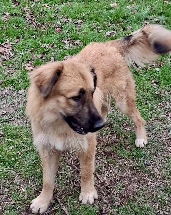 Enlarge Titan, a ADOPTABLE mixed breed in Ooltewah, TN image 4/6