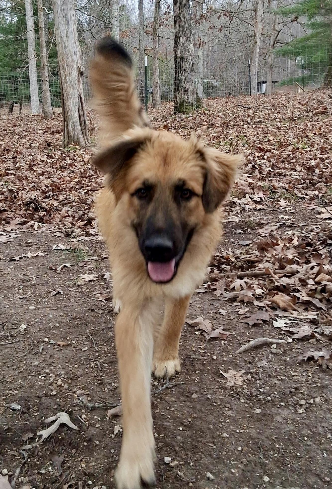 Enlarge Titan, a ADOPTABLE mixed breed in Ooltewah, TN image 6/6