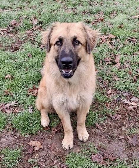 Titan, a ADOPTABLE mixed breed in Ooltewah, TN image 2/3