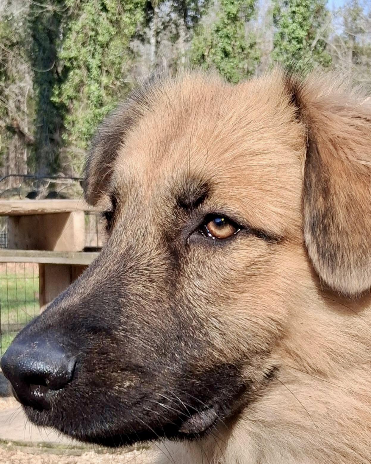 Enlarge Titan, a ADOPTABLE mixed breed in Ooltewah, TN image 3/6