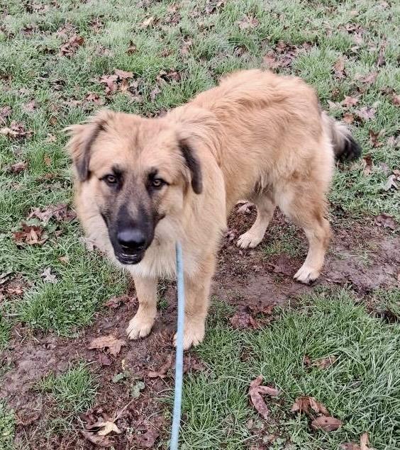 Titan, a ADOPTABLE mixed breed in Ooltewah, TN image 3/3