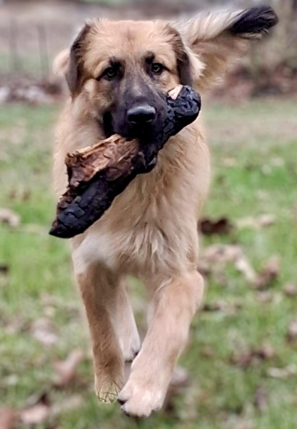 Enlarge Titan, a ADOPTABLE mixed breed in Ooltewah, TN image 5/6