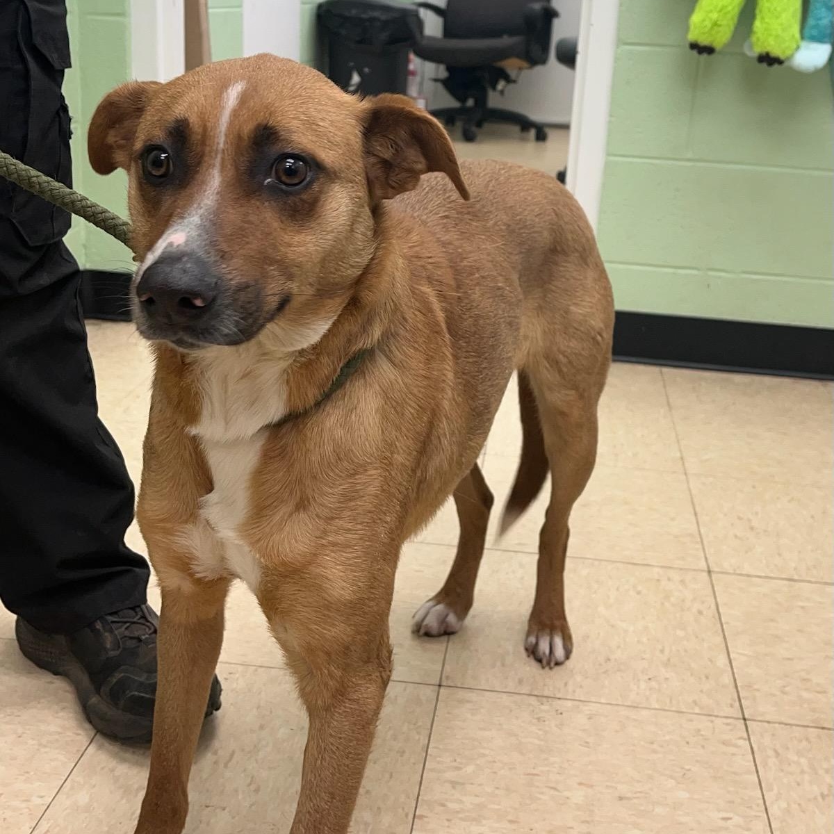 Shrimp , a ADOPTABLE mixed breed in Martinsville, VA image 6/6