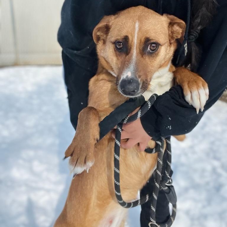 Shrimp , a ADOPTABLE mixed breed in Martinsville, VA image 5/6