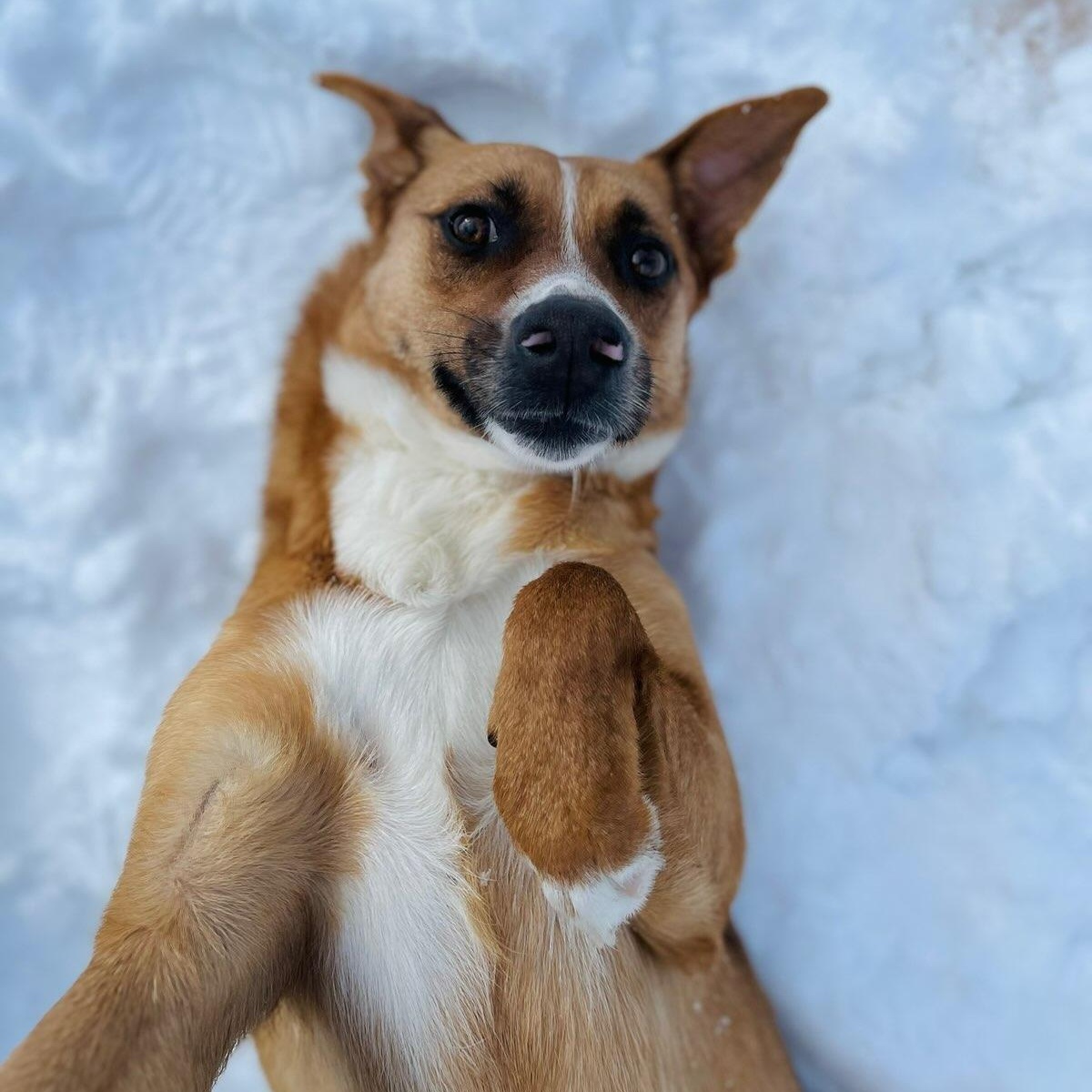 Shrimp , ADOPTABLE, Adult Female Retriever.