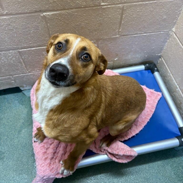 Shrimp , a ADOPTABLE mixed breed in Martinsville, VA image 2/6