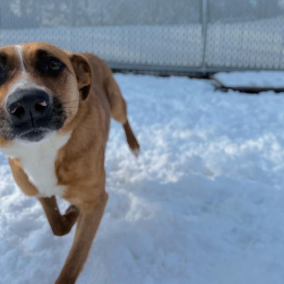 Shrimp , a ADOPTABLE mixed breed in Martinsville, VA image 4/6