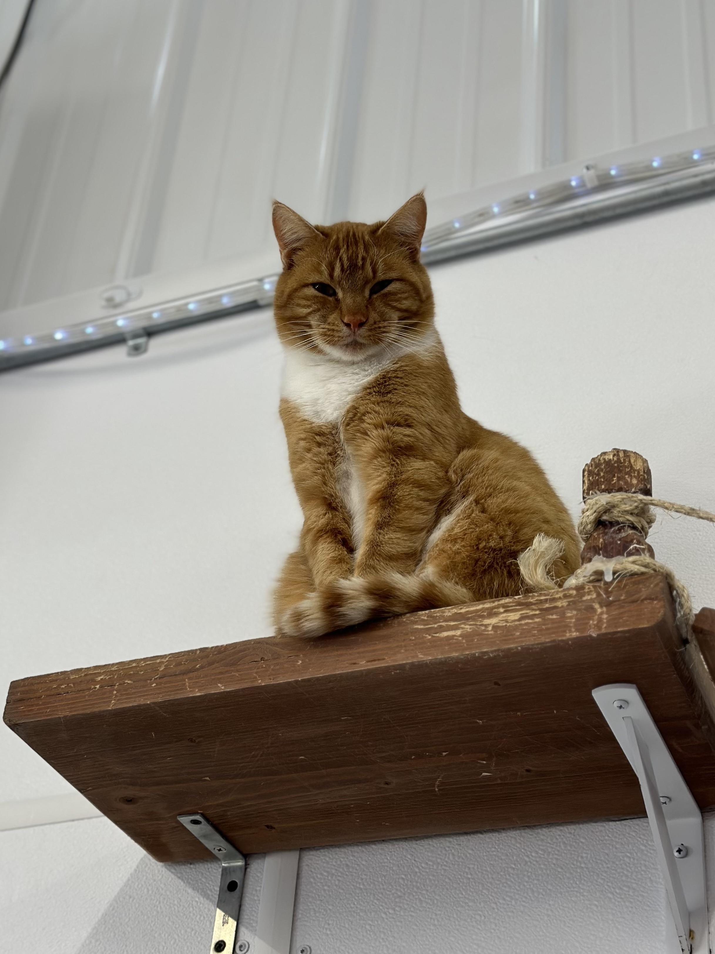 George, a ADOPTABLE Domestic Short Hair in Faribault, MN image 2/4