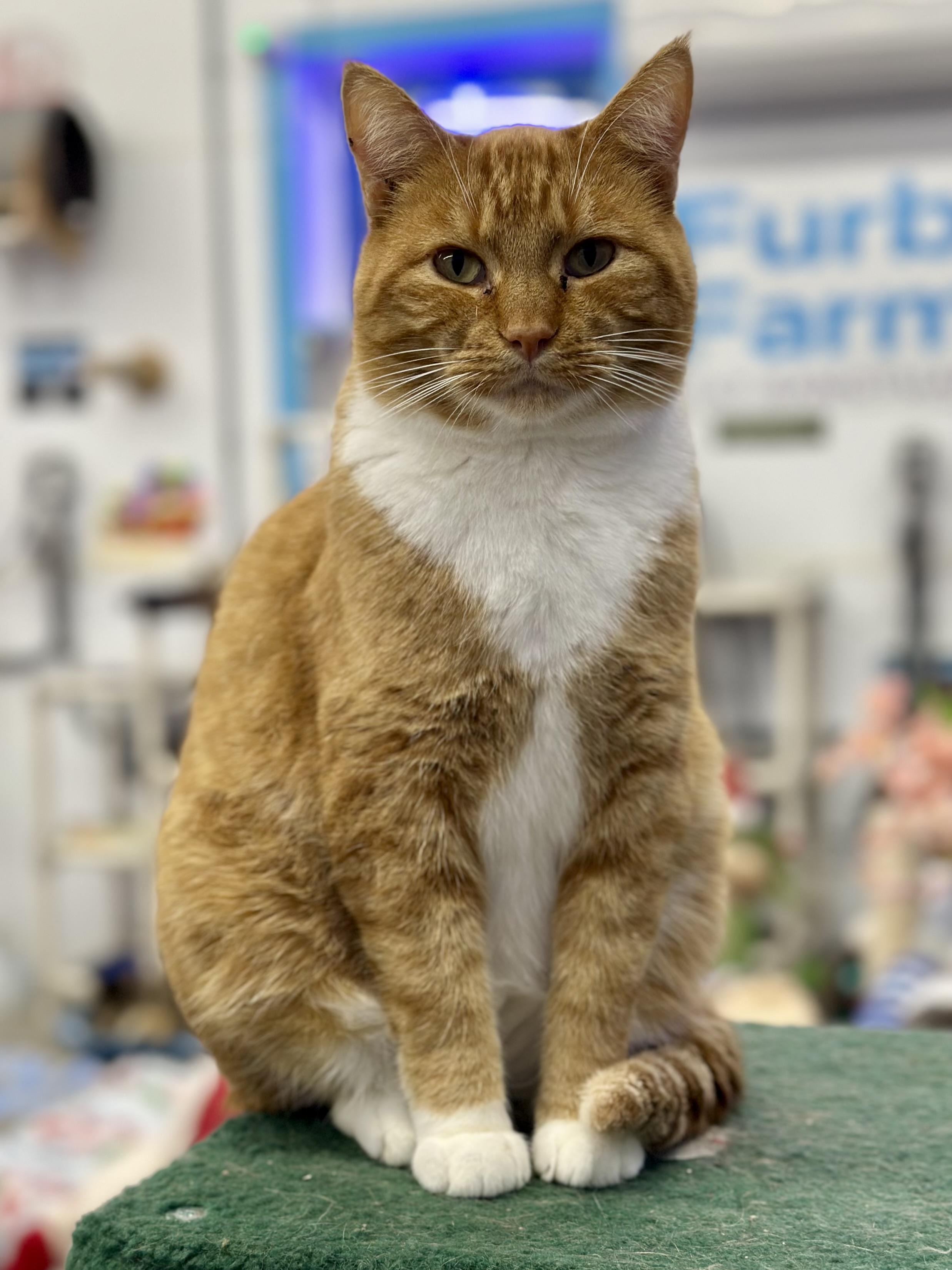 George, ADOPTABLE, Adult Male Domestic Short Hair.