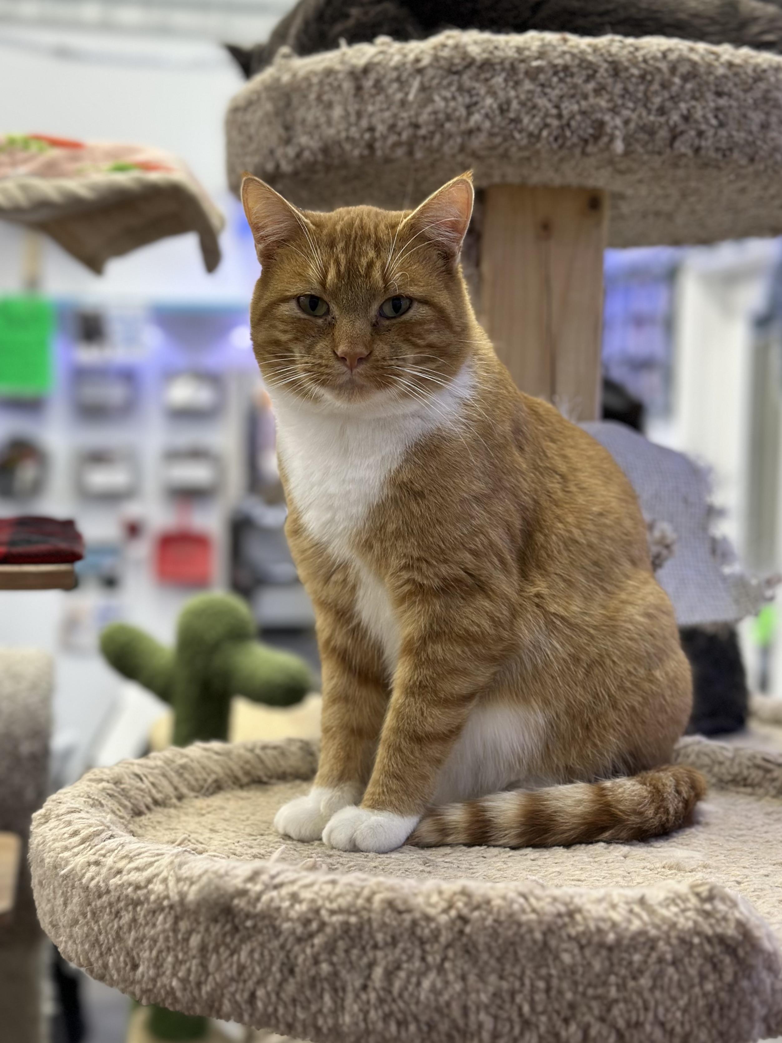 George, a ADOPTABLE Domestic Short Hair in Faribault, MN image 4/4
